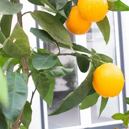 Cardeal & Dystrykt Faro