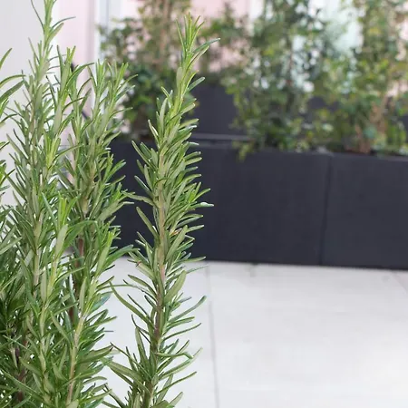 Cardeal & Dystrykt Faro