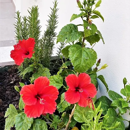 Cardeal & Hotel apartamentowy